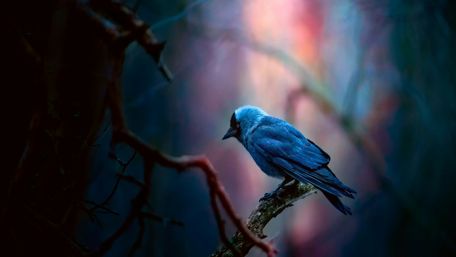 Jackdaw bird wallpaper