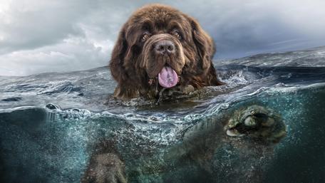 Newfoundland dog - Painting art wallpaper