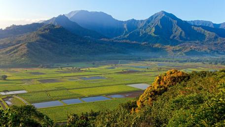 Taro fields in Hanalei Valley wallpaper