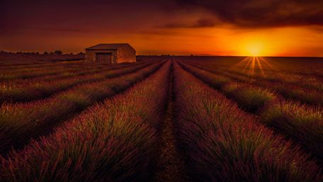 Lavender field in the sunset wallpaper