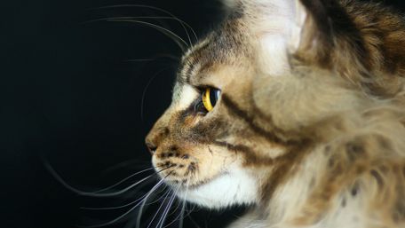 Majestic Maine Coon Cat Portrait wallpaper