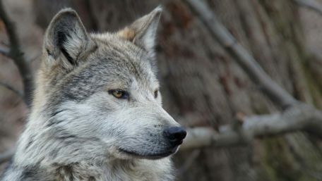 Mexican gray wolf wallpaper