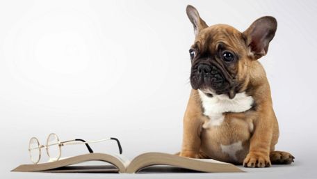 Chubby French Bulldog wallpaper