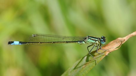 Damselfly macro photography wallpaper