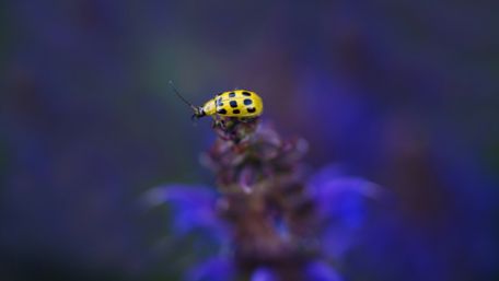 Yellow Ladybug wallpaper