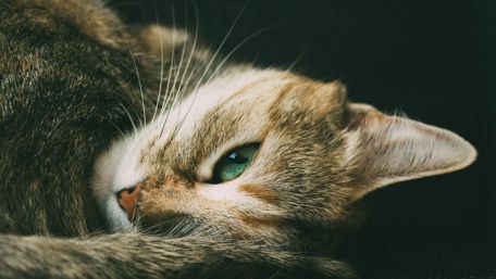 Sleepy cat wallpaper