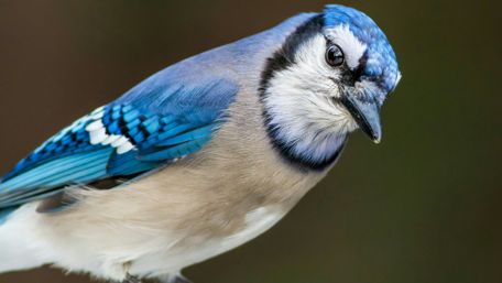 Blue Jay wallpaper