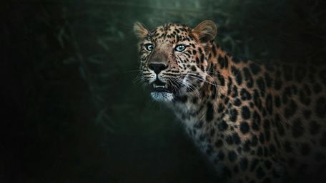 Leopard with blue eyes wallpaper