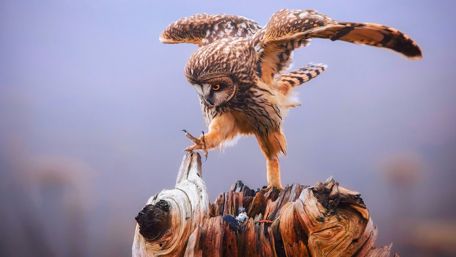 Majestic Owl in Motion wallpaper