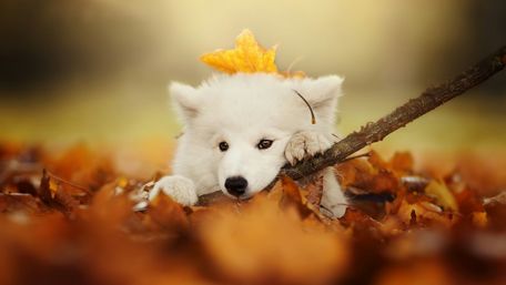 Samoyed dog wallpaper
