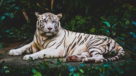 White Tiger wallpaper