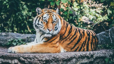 Bengal tiger wallpaper