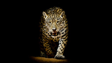 Leopard in the dark wallpaper