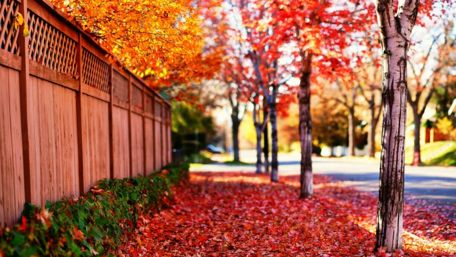 Autumn Serenity in the Suburbs wallpaper