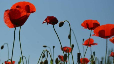 Red Poppy wallpaper