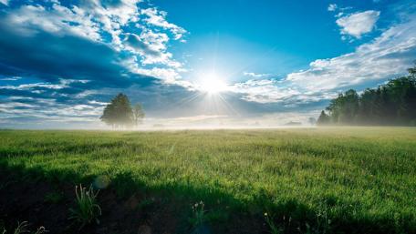Tree is in the field - Black Forest, Germany wallpaper
