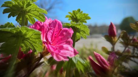 Flower wallpaper