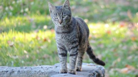 Charming Tabby Cat in Nature Scene wallpaper
