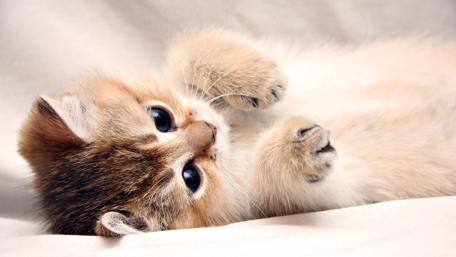 Cute kitten wallpaper
