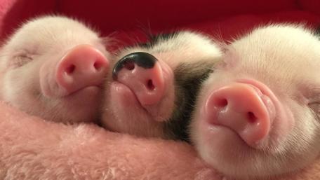 The three pigs wallpaper
