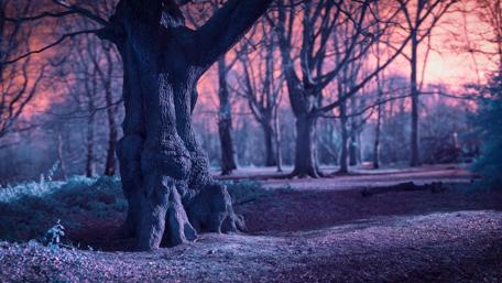 Magic forest wallpaper