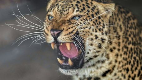 Majestic Leopard Displaying Power and Grace wallpaper