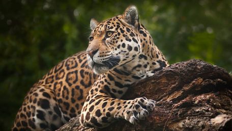 Majestic Jaguar in Its Natural Habitat wallpaper