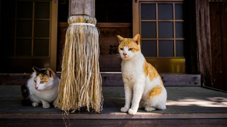 Charming Cats at a Traditional Setting wallpaper