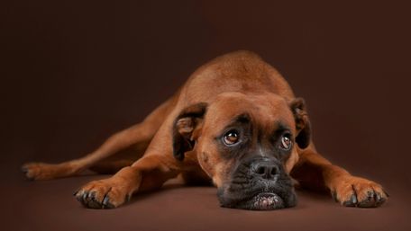 Boxer puppy wallpaper