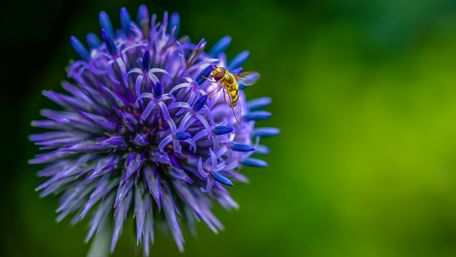 Vibrant Bee on a Purple Flower Blooming Beauty wallpaper