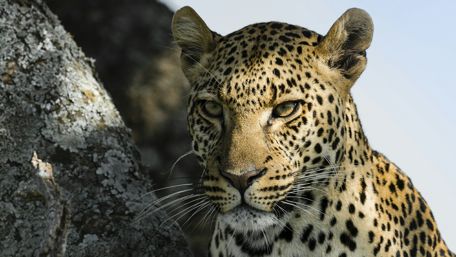 Majestic Leopard in Natural Habitat wallpaper