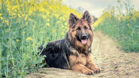 Old German Shepherd Dog wallpaper