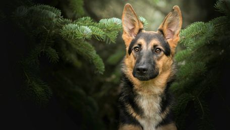 German Shepherd dog wallpaper