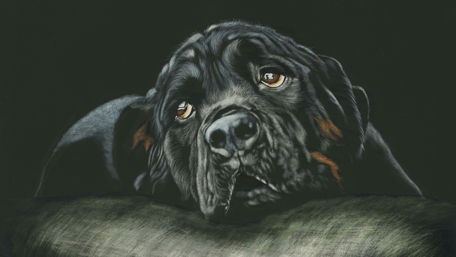 Black Rottweiler - Painting art wallpaper