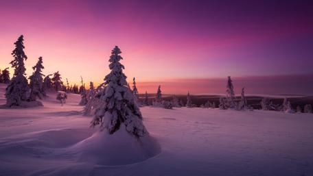 Majestic Winter Sunset Over Snowy Pines wallpaper