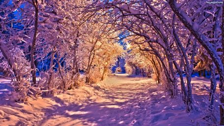 Snowy tree alley wallpaper