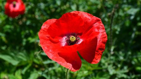 Red Poppy wallpaper