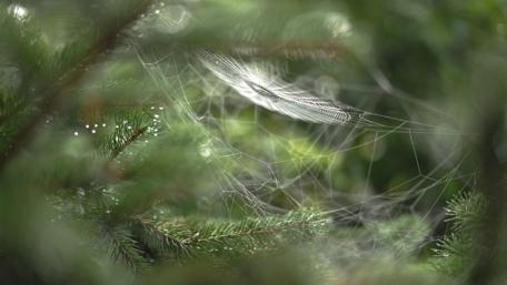 Spider silk - Macro photography wallpaper