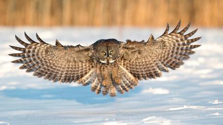 Majestic Great Grey Owl in Flight Over Snow wallpaper