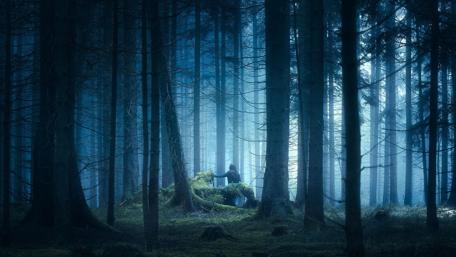 Mysterious Twilight in the Spruce Forest wallpaper