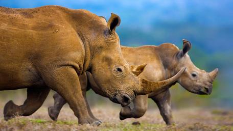 Gentle Giants of the Savanna wallpaper
