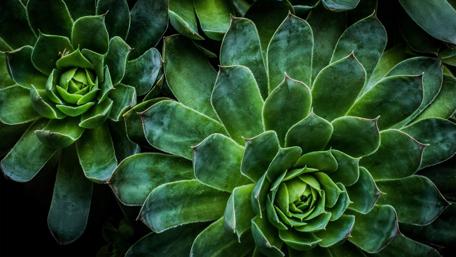 Green Shrubbery wallpaper