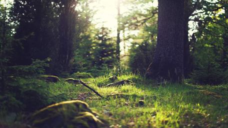 Sunlit Forest in Yosemite wallpaper