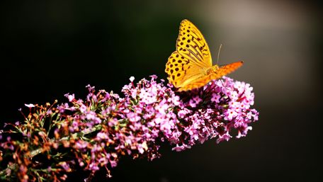 Close up butterfly wallpaper