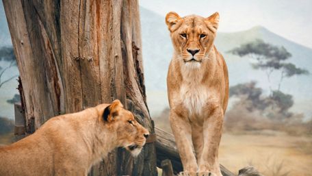 Lioness wallpaper
