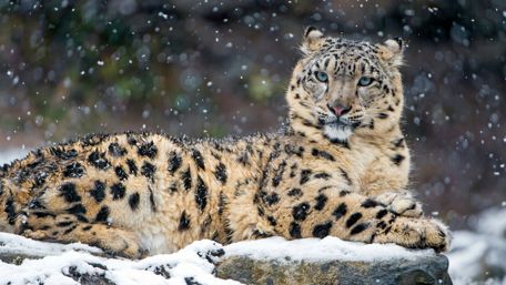Snow leopard in snowfall wallpaper