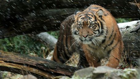 Sumatran tiger wallpaper