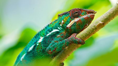 Colorful chameleon wallpaper