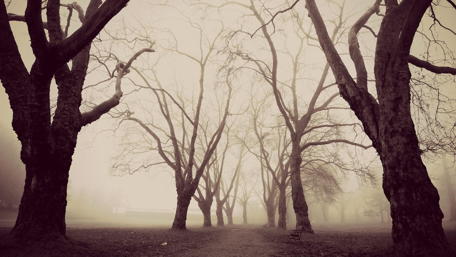 Mysterious Trees in Morning Mist wallpaper