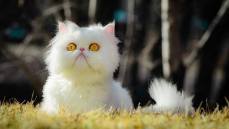 White fluffy grumpy cat wallpaper